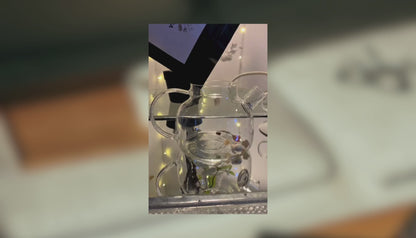 infusion-pop-corn-amande-rosea